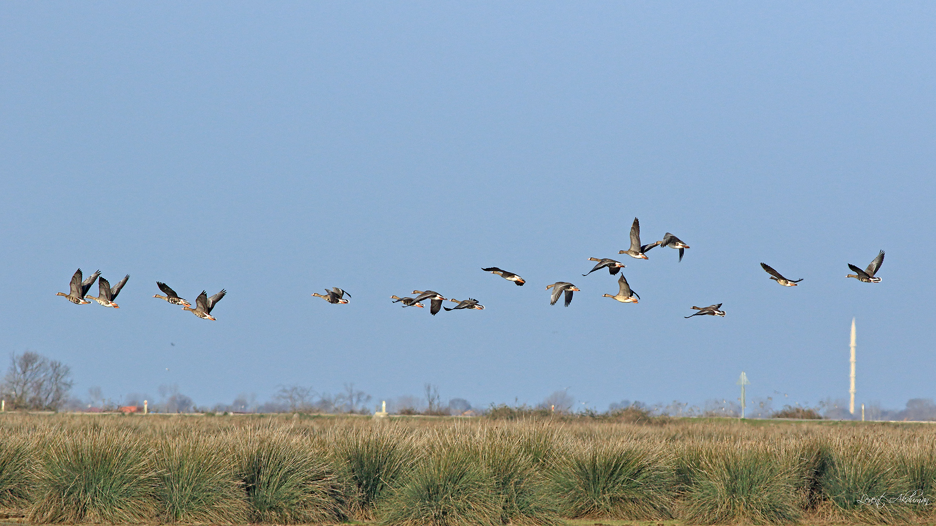 Greater White-fronted Goose